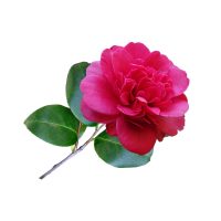 Camellia