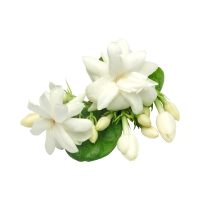 Jasmine