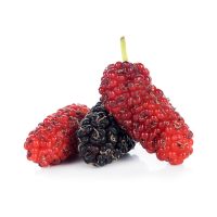 Mulberry
